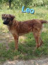 LEO, Hund, Mischlingshund in Kroatien - Bild 6