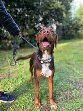 BROWN, Hund, Mischlingshund in Italien - Bild 2