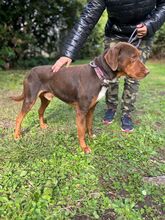 BROWN, Hund, Mischlingshund in Italien - Bild 3