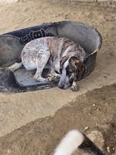 BALZAC, Hund, Mischlingshund in Griechenland - Bild 2