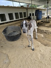 BALZAC, Hund, Mischlingshund in Griechenland - Bild 3