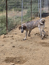 BALZAC, Hund, Mischlingshund in Griechenland - Bild 4