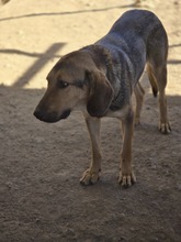 FRIDOLIN, Hund, Mischlingshund in Griechenland - Bild 1