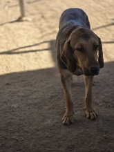 FRIDOLIN, Hund, Mischlingshund in Griechenland - Bild 2