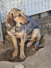 FRIDOLIN, Hund, Mischlingshund in Griechenland - Bild 3