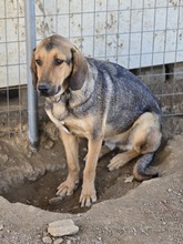 FRIDOLIN, Hund, Mischlingshund in Griechenland - Bild 4