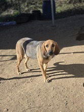 MIRA, Hund, Mischlingshund in Griechenland - Bild 1