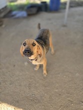 MIRA, Hund, Mischlingshund in Griechenland - Bild 3