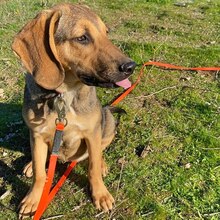 MIRA, Hund, Mischlingshund in Griechenland - Bild 4