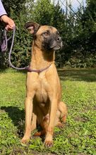 MASSIMO, Hund, Malinois-Mix in Italien - Bild 1