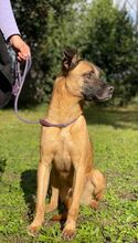 MASSIMO, Hund, Malinois-Mix in Italien - Bild 2