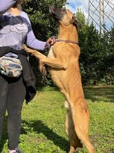 MASSIMO, Hund, Malinois-Mix in Italien - Bild 3