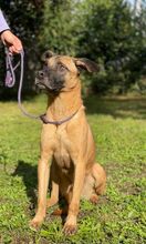 MASSIMO, Hund, Malinois-Mix in Italien - Bild 4