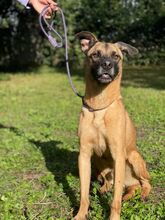 MASSIMO, Hund, Malinois-Mix in Italien - Bild 5