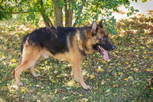 LOBO, Hund, Deutscher Schäferhund-Mix in Kroatien - Bild 2