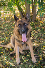 LOBO, Hund, Deutscher Schäferhund-Mix in Kroatien - Bild 3