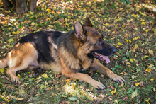 LOBO, Hund, Deutscher Schäferhund-Mix in Kroatien - Bild 4