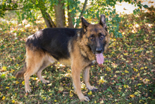 LOBO, Hund, Deutscher Schäferhund-Mix in Kroatien - Bild 6