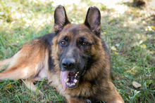 LOBO, Hund, Deutscher Schäferhund-Mix in Kroatien - Bild 7