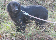 NIRO, Hund, Setter-Cocker Spaniel-Mix in Bulgarien - Bild 2