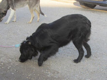 NIRO, Hund, Setter-Cocker Spaniel-Mix in Bulgarien - Bild 4