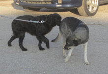 NIRO, Hund, Setter-Cocker Spaniel-Mix in Bulgarien - Bild 5