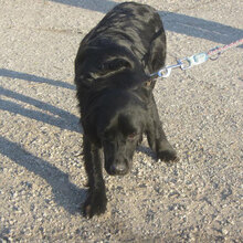 NIRO, Hund, Setter-Cocker Spaniel-Mix in Bulgarien - Bild 6