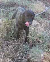 NIRO, Hund, Setter-Cocker Spaniel-Mix in Bulgarien - Bild 7