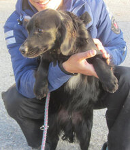 NIRO, Hund, Setter-Cocker Spaniel-Mix in Bulgarien - Bild 9