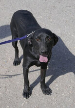 NERINO, Hund, Irish Setter-Labrador-Mix in Bulgarien - Bild 1