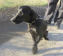 NERINO, Hund, Irish Setter-Labrador-Mix in Bulgarien - Bild 10