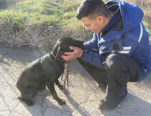 NERINO, Hund, Irish Setter-Labrador-Mix in Bulgarien - Bild 11