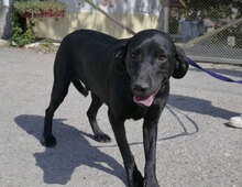 NERINO, Hund, Irish Setter-Labrador-Mix in Bulgarien - Bild 2