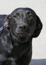 NERINO, Hund, Irish Setter-Labrador-Mix in Bulgarien - Bild 3