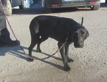 NERINO, Hund, Irish Setter-Labrador-Mix in Bulgarien - Bild 5