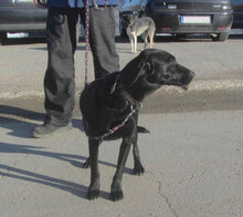 NERINO, Hund, Irish Setter-Labrador-Mix in Bulgarien - Bild 6