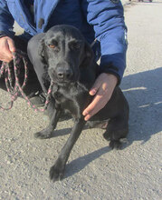 NERINO, Hund, Irish Setter-Labrador-Mix in Bulgarien - Bild 7