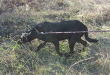 NERINO, Hund, Irish Setter-Labrador-Mix in Bulgarien - Bild 8