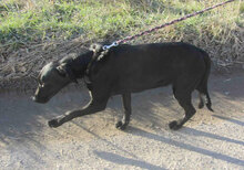 NERINO, Hund, Irish Setter-Labrador-Mix in Bulgarien - Bild 9