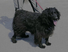 KALI, Hund, Cocker Spaniel-Mix in Bulgarien - Bild 1