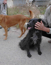 KALI, Hund, Cocker Spaniel-Mix in Bulgarien - Bild 10