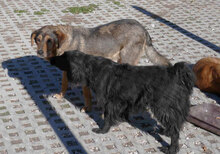 KALI, Hund, Cocker Spaniel-Mix in Bulgarien - Bild 11