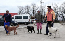 KALI, Hund, Cocker Spaniel-Mix in Bulgarien - Bild 12