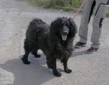 KALI, Hund, Cocker Spaniel-Mix in Bulgarien - Bild 2