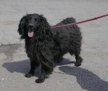 KALI, Hund, Cocker Spaniel-Mix in Bulgarien - Bild 3