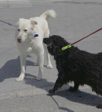 KALI, Hund, Cocker Spaniel-Mix in Bulgarien - Bild 4