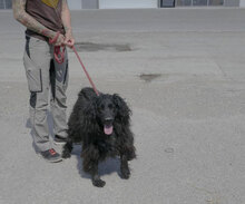 KALI, Hund, Cocker Spaniel-Mix in Bulgarien - Bild 5