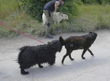 KALI, Hund, Cocker Spaniel-Mix in Bulgarien - Bild 6