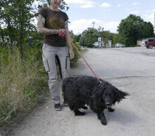 KALI, Hund, Cocker Spaniel-Mix in Bulgarien - Bild 7