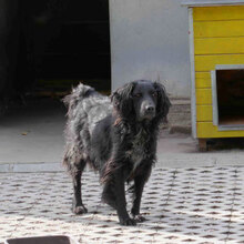 KALI, Hund, Cocker Spaniel-Mix in Bulgarien - Bild 8